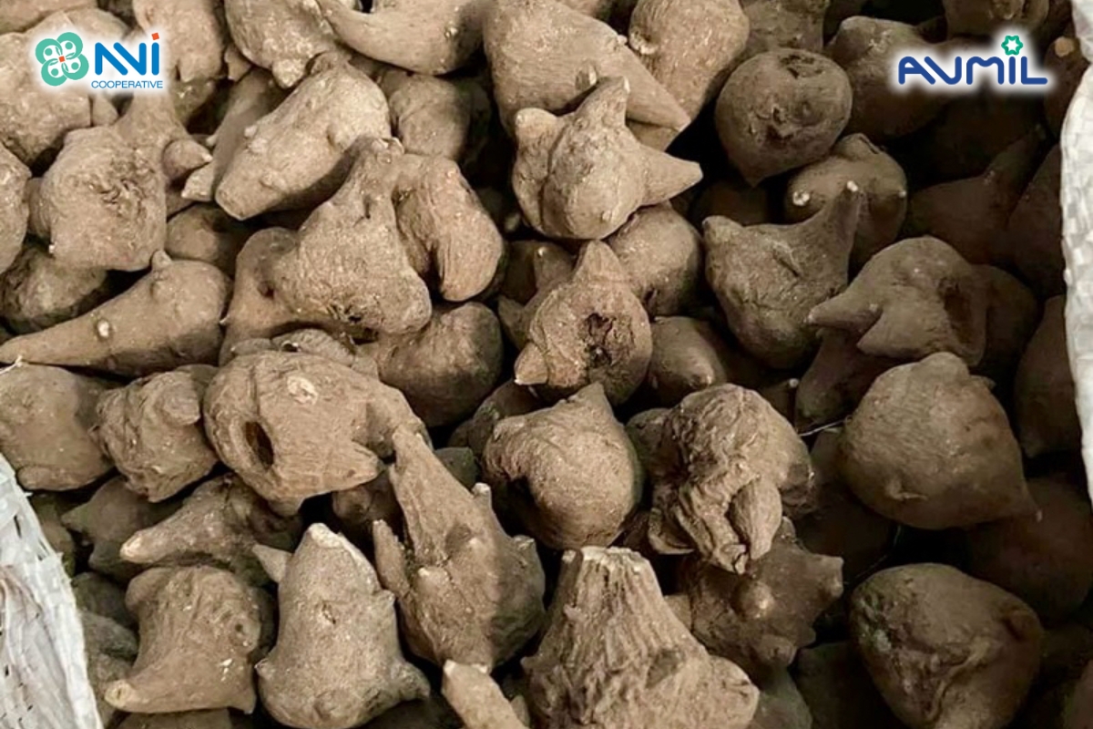 Củ ấu tẩu có màu nâu đen bên ngoài và thịt trắng ngà, mùi hăng nhẹ