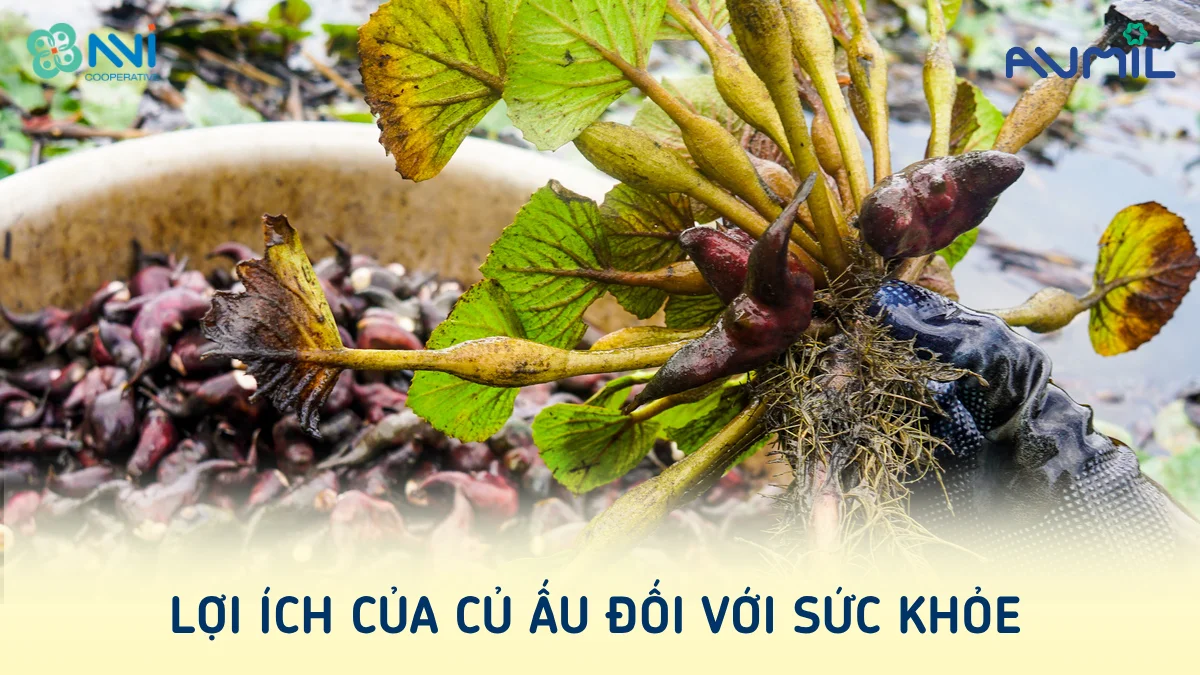 Cây củ ấu có lợi thế nào cho sức khỏe?