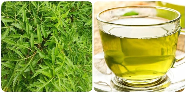 nước lá cây đinh lăng