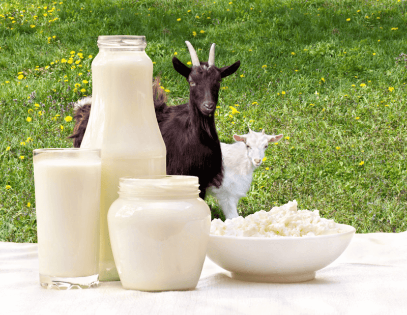 sữa nào có nhiều protein nhất